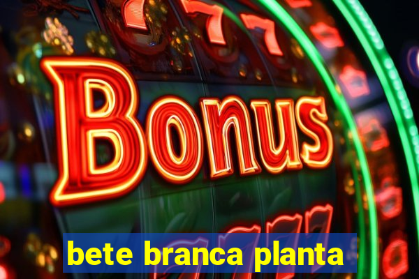 bete branca planta